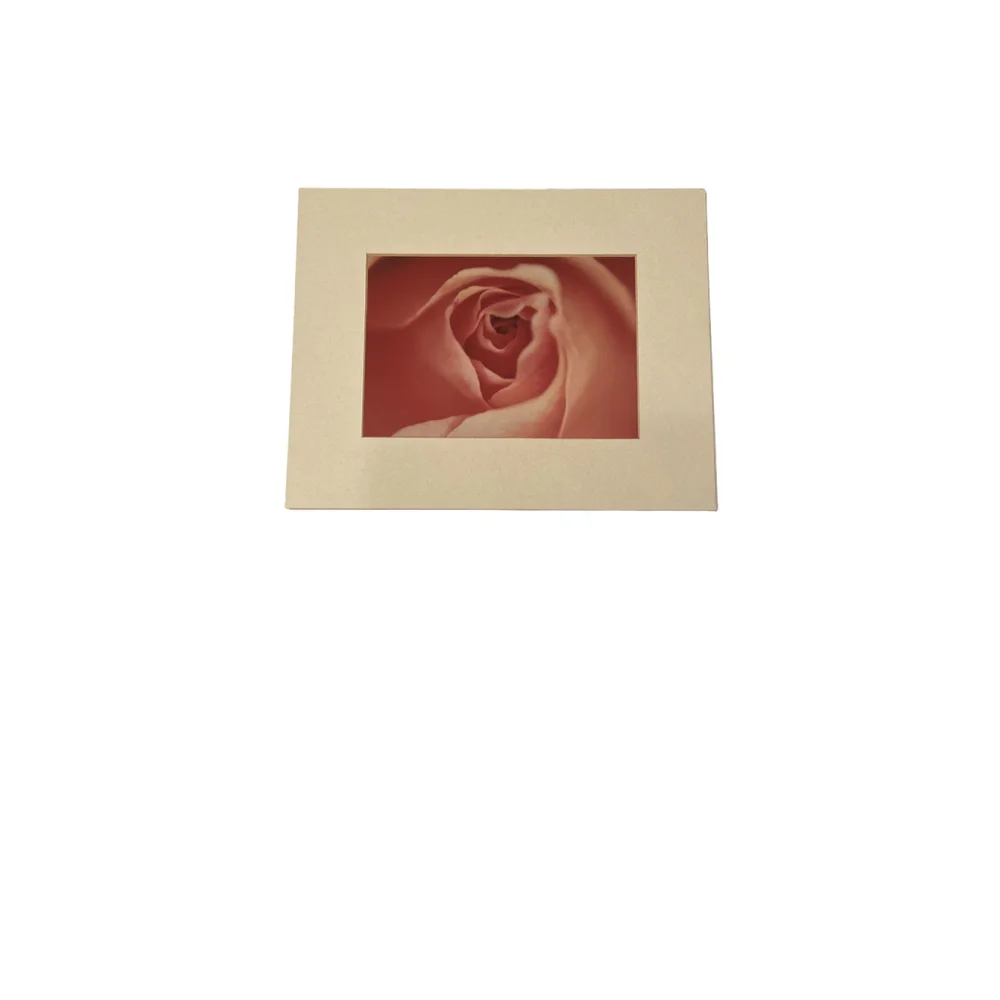 Pink Rose Photograph 10” x 8”